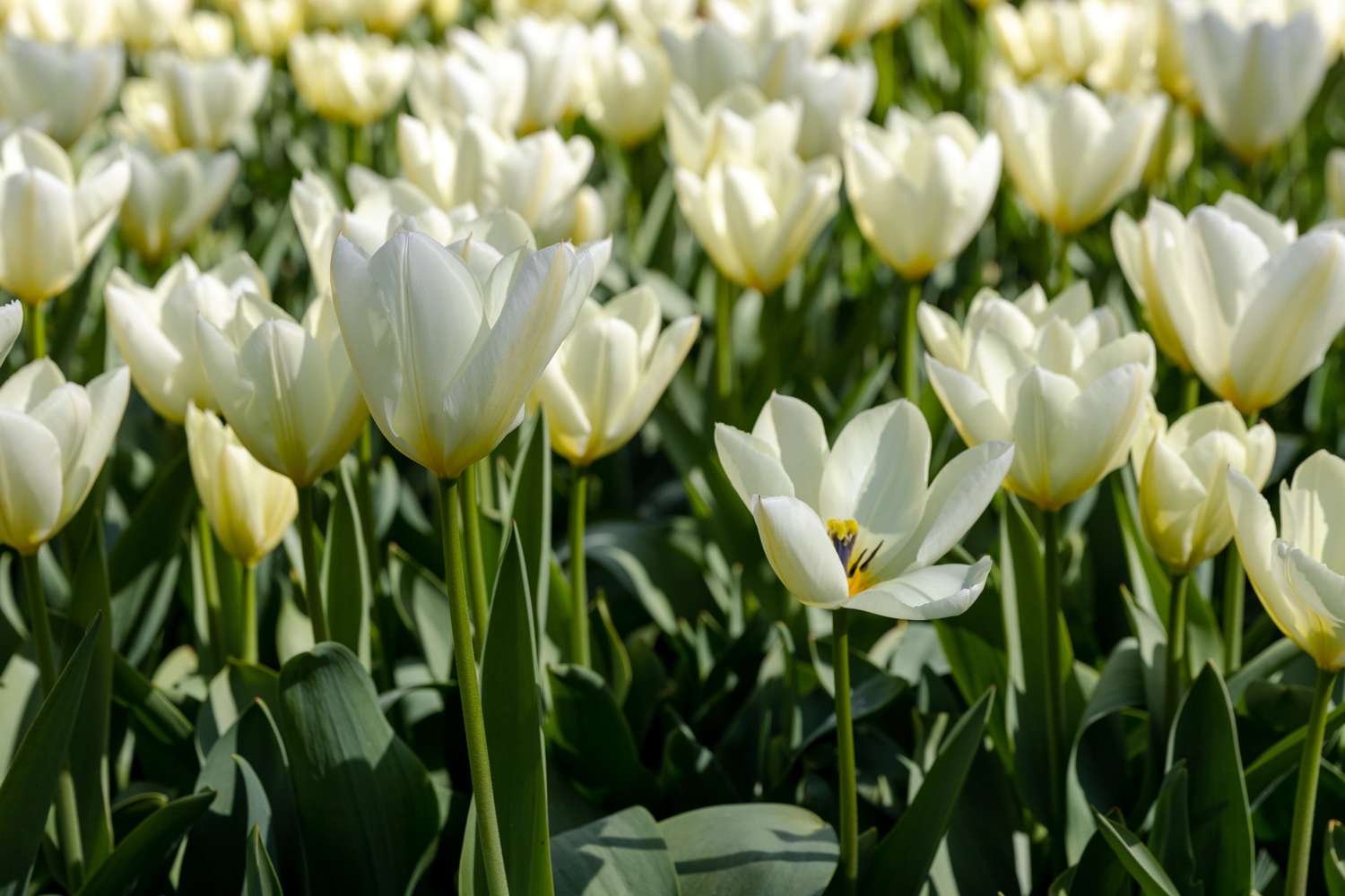 Tulppaani 'Concerto'